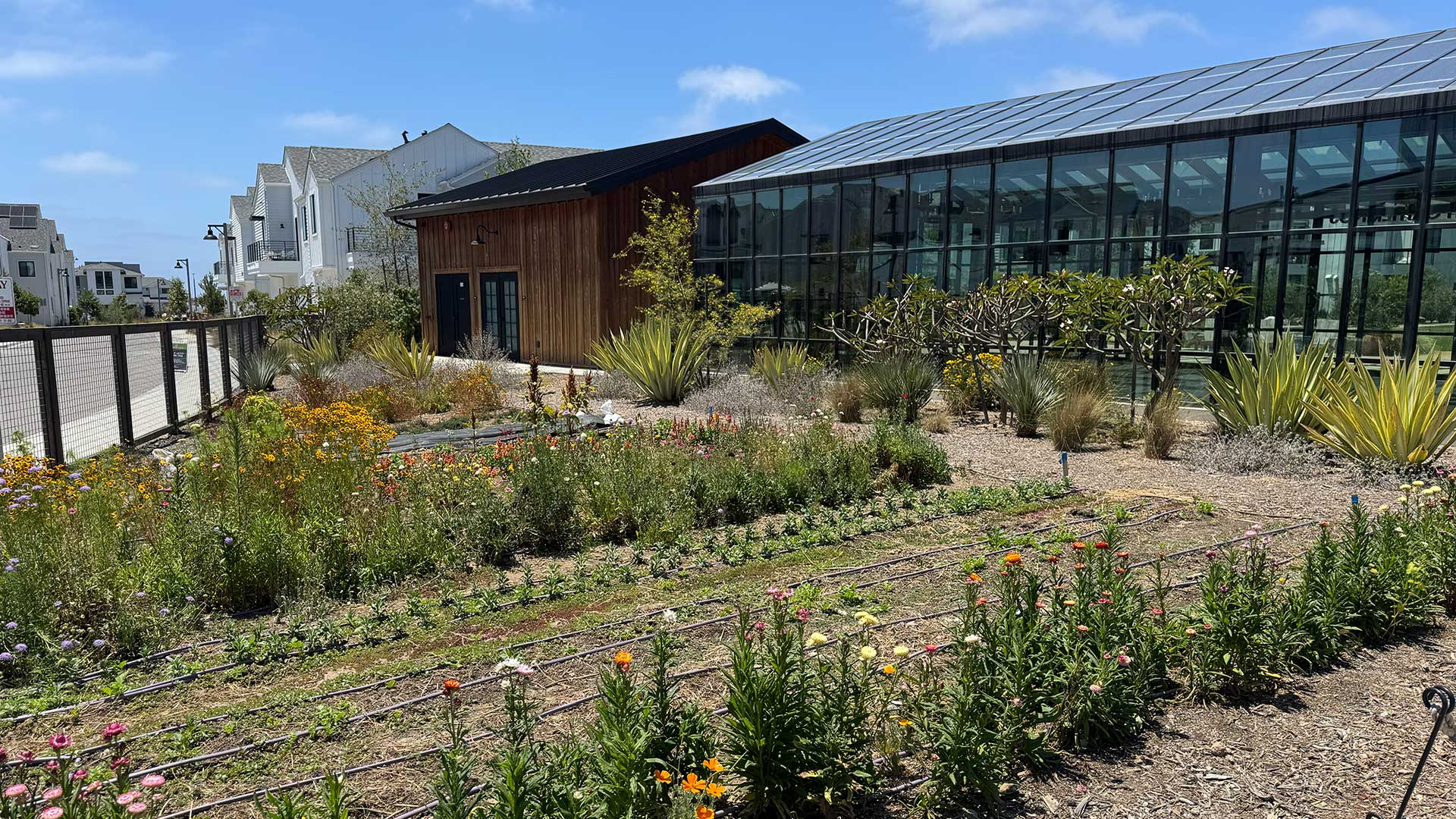 Fox Point Farms in San Diego featuring community gardens, native landscaping, and a modern greenhouse as part of a sustainable mixed-use residential development.